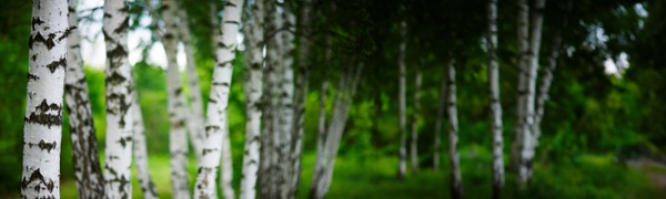 Blue Haven Initiative photo