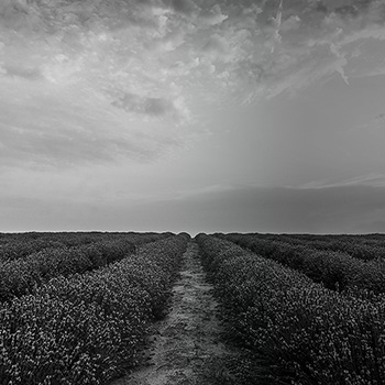 Issue 7: Spring 2026